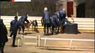 Pitiful scenes at Peterborough dog track [upl. by Cacilia]