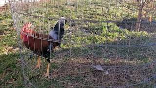 7 months old whitehackle stag 2 [upl. by Lerak347]