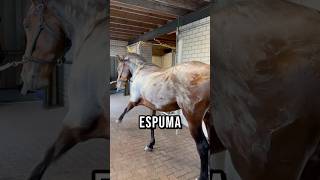 ¿POR QUÉ LOS CABALLOS SUDAN ESPUMA BLANCA [upl. by Joyce439]