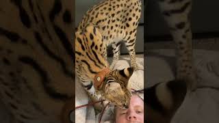 Wild African Serval Cat serval shorts cat [upl. by Neened490]