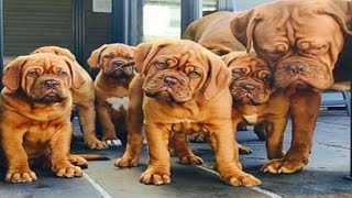 Gurusewak Kennel  French Mastiff  Saint Brenade  Tibetan Mastiff  Scoobers [upl. by Ellesij508]