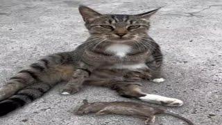 The Most Adorable Cat Bloopers Ever  funny cat and dog video 🐕😹 [upl. by Xanthe]