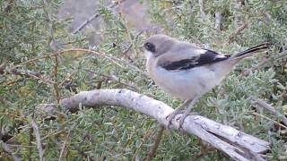 Piegrièche méridionale Lanius meridionalis koenigi de Lanzarote [upl. by Bristow416]