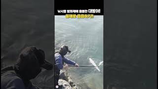 방파제에 출몰한 자연산 대방어 낚시 fishing 바다 통영 곤리도 [upl. by Aniloj895]