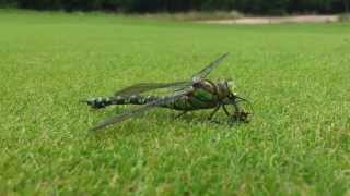 Dragonfly feeding on wasp [upl. by Rimola]