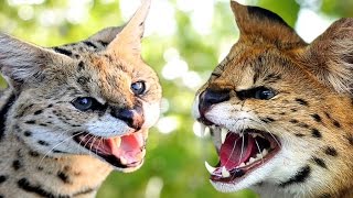 Savannah Cat vs Serval  Understanding The Differences [upl. by Anyg]