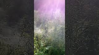 Morning dew in the garden 5 minutes in the garden ASMR nature shorts [upl. by Cenac]