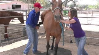 Right Back Leg  Horse Adjustment [upl. by Devondra]