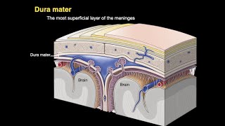 Meninges and Dural venous sinuses [upl. by Lalat]