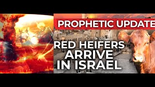 BIBLE PROPHECY BEING FULFILLEDRED HEIFER ABOUT TO BE SACIFICED AT 3RD TEMPLE2ND COMING REALITY [upl. by Efal346]