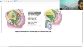 lymphatic drainage of pelvic structures pelvic viscera [upl. by Delmer]