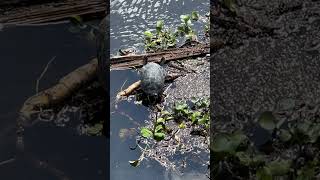 Just a couple of Florida turtles chillin’ florida turtle reptiles [upl. by Felipe]