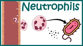 Neutrophil and its role in immunity Neutrophil in antibacterial immunity Functions of neutrophils [upl. by Iluj]