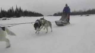 Alaskaorg  Iditarod Champion Susan Butcher Remembered [upl. by Uhej619]