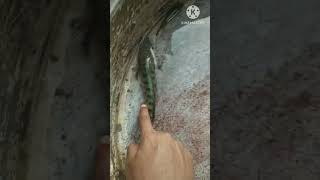 Buying wild snakehead fish for my aquarium ytshorts aquarium aquariumfish snakeheadfish shorts [upl. by Hsur]