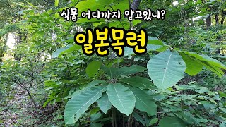 식물 어디까지 알고있니 일본목련목련과낙엽활엽교목수목감별84설참 shorts [upl. by Macdonell]