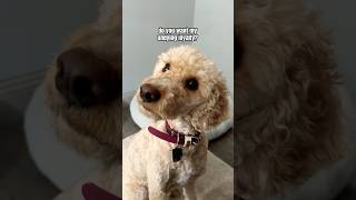 My Dog Has A SPECIAL ABILITY 😮 doglover funnydogs shorts [upl. by Phillip]