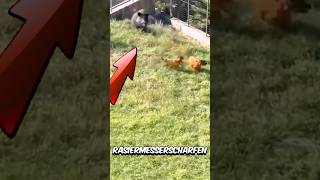 Cane Corso vs Warzenschwein – Kann der Cane Corso gewinnen 😱 [upl. by Adekam]