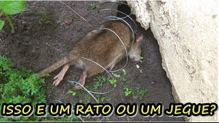 RATOEIRA ELÉTRICA PEGANDO RATO E LAGARTOS [upl. by Kasper]