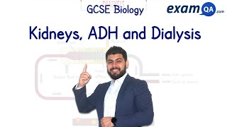 Kidneys ADH and Dialysis  GCSE Biology [upl. by Namor]