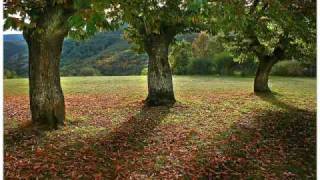 Reflexiones de vida  Tres pequeños arboles  Mariano Osorio [upl. by Bradman767]