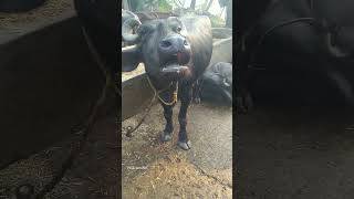 King 👑 🦬 buffalo 🦬 part  88 village baffalo sound buffalo shorts shortsvideo animals [upl. by Campagna844]