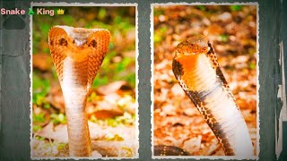 King Cobra Vs Spectacled Cobra On Discovery snakeking [upl. by Notsahc817]