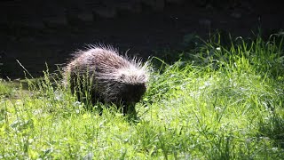 Urson amerykański  North American Porcupine  Zoo Gdansk 2024 [upl. by Yhtamit]