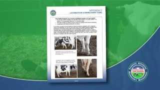 How to Locomotion Score a Dairy Cow 2013 [upl. by Ayanaj]