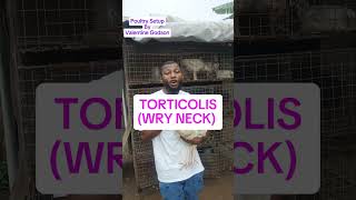 TORTICOLIS WRY NECK AND TREATMENT PoultrySetup [upl. by Eneri]