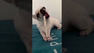 Adele’s ASMR Crunching Her Favorite Treat 👅 [upl. by Itram]