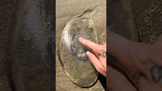 Rescuing Jellyfish With 4 Blue Rings shorts [upl. by Frendel]