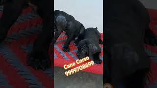 FULL HEAVY CANE CORSO PUPPY IN DELHI INDIA canecorso shorts viralvideo trending puppy pets [upl. by Ledua547]