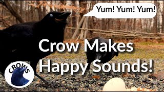 Crow Makes Happy Sounds When It Eats New Food [upl. by Tiffanle]