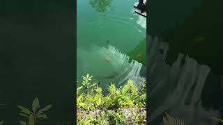 Largemouth Bass eating in slo mo largemouthbass drewsguideservice miami bassfishing [upl. by Valoniah]