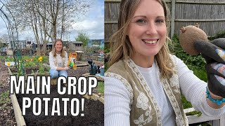 PLANTING OUT MAIN CROP POTATOES  ALLOTMENT GARDENING FOR BEGINNERS [upl. by Lertram]