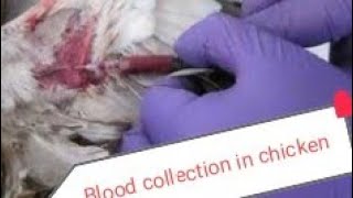 Blood collection through  jugular vein in chickenBloodcollectionwing vein [upl. by Weig]