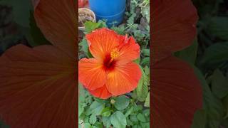 Colour full Blooming at my Terrace garden 😍🥰ytshotsSunithasnaturalGardeningvlogs 😍 [upl. by Adnauqahs]