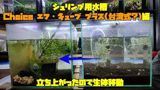 シュリンプ用水槽 Choice エフ・キューブ プラス台湾式？編 立ち上がったので生体移動 [upl. by Madai157]