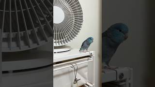 Pacific parrotlet 可愛太平洋鸚鵡 bird cute parrot pet taiwan [upl. by Gnuhp393]