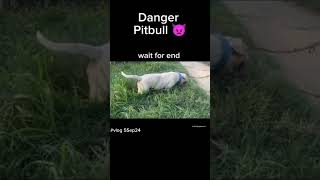 ritik dog kennel video shortvideos doglover ritikdoglover trending saport bhaiyolike [upl. by Nnayd]