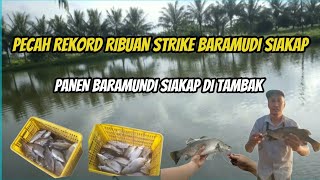 PECAH REKORD RIBUAN STRIKE BARAMUNDI SIAKAP DAN PANEN BARAMUNDI SIAKAP DI KOLAM TAMBAK [upl. by Cash]