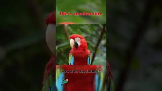 🦜❤️ Meet the Guacamaya Roja or Scarlet Macaw [upl. by Cecilia]