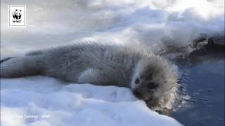 Seal Pup Eating Snow [upl. by Junna685]