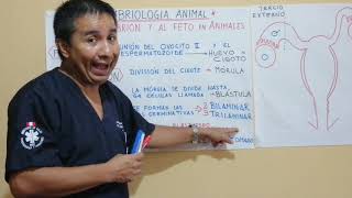 BIOLOGÍA  EMBRIOLOGIA ANIMAL  ENRIQUE GALLARDO  3RO SECUNDARIA [upl. by Ial]