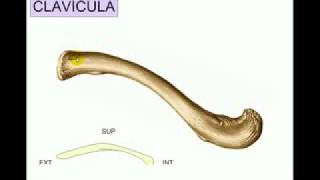 I Osteologia 2 [upl. by Rebecca]