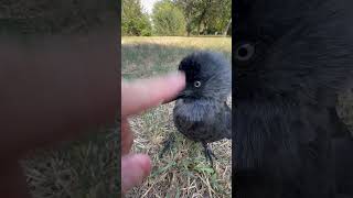 Ma quanto sono belli e coccolosi i miei cani volanti animali uccelli [upl. by Jeanie755]