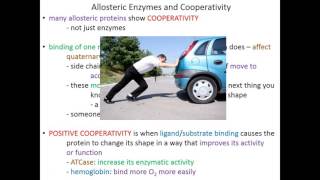 Lecture 6A  Allosteric Enzymes ATCase as an example [upl. by Hnil]