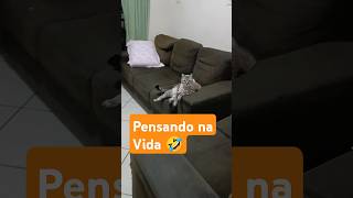 Pensando na vida 😂 viraliza cat gatosendogato gatoengracado gatos gatosengraçados catlover [upl. by Sgninnej]