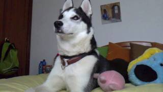 Husky siberiano aullando  Willy Siberian husky howling Willy [upl. by Nera]